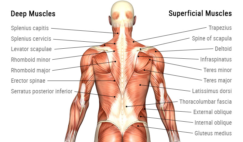muscle-anatomy-back